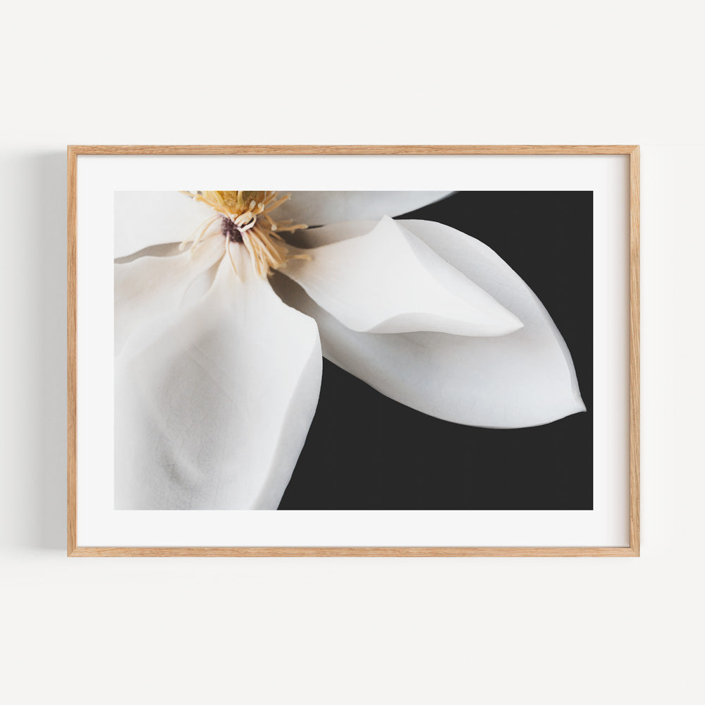 Elegant White Magnolia Oil Painting for Floral Decor and Home Art