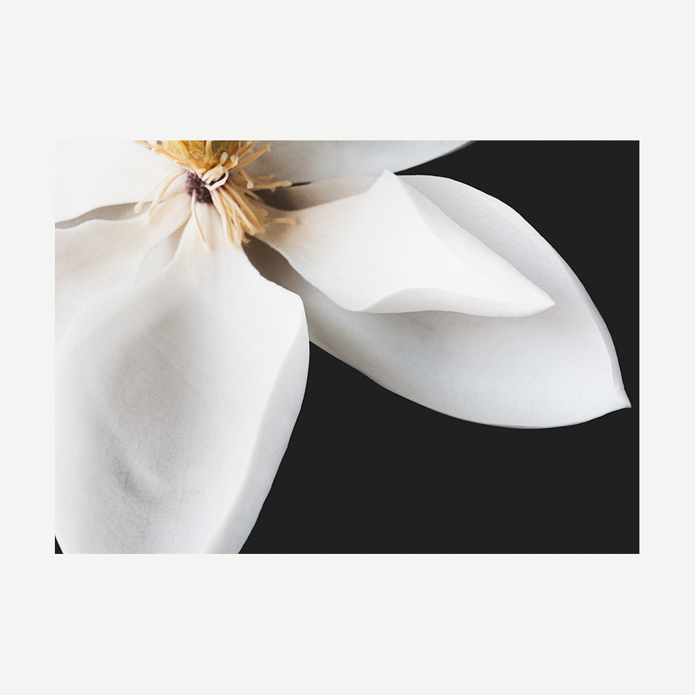 Elegant Magnolia Oil Paintings - Modern Floral Art for Home Décor