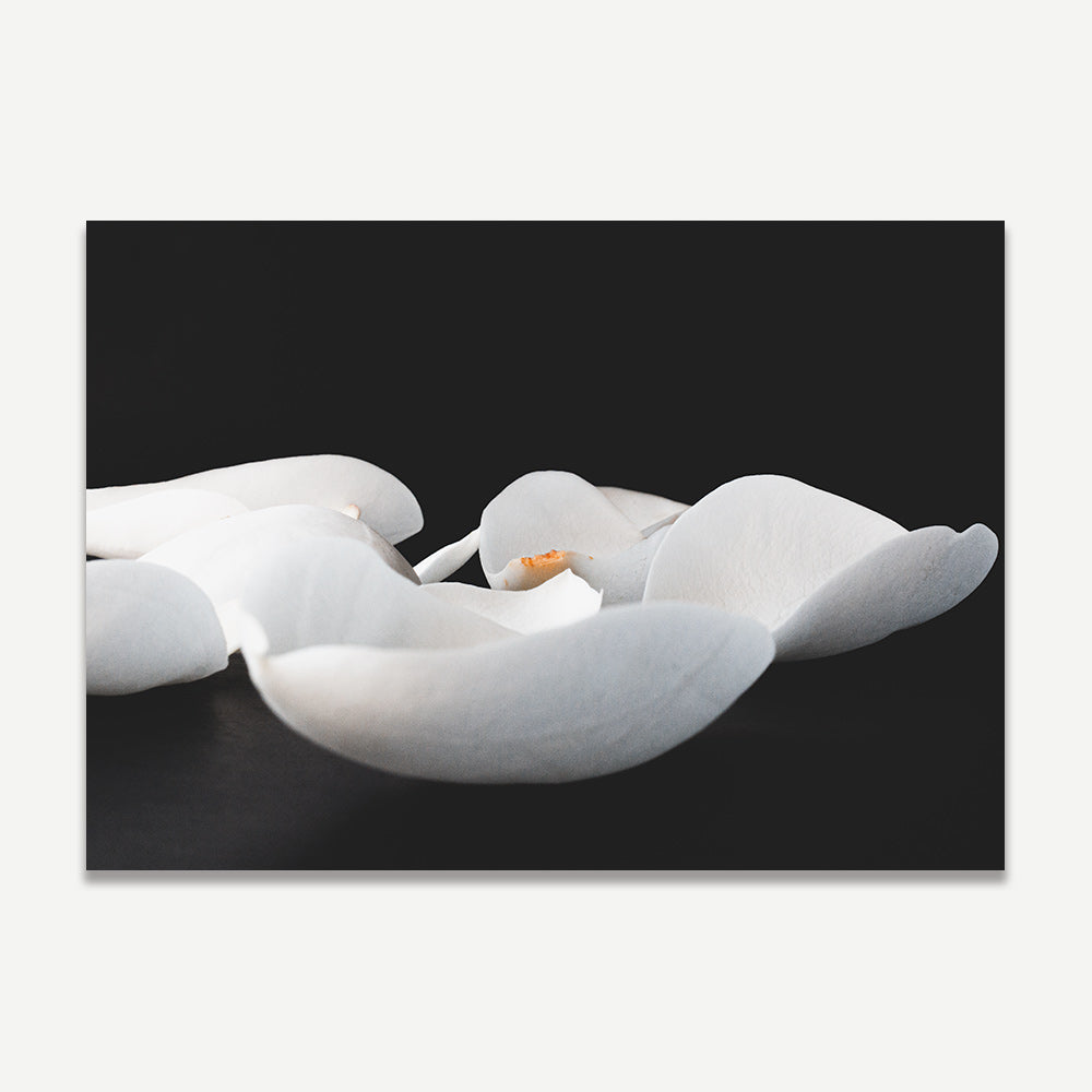 Elegant Magnolia Oil Paintings - Modern Floral Art for Home Décor