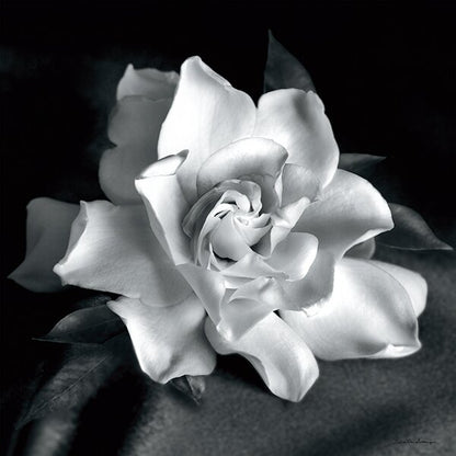 Elegant Gardenia Flower Oil Painting on Canvas for Home Decor