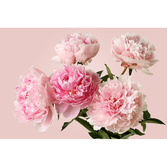 Stunning Pink Peonies Oil Painting for Home Decor and Floral Art Lovers