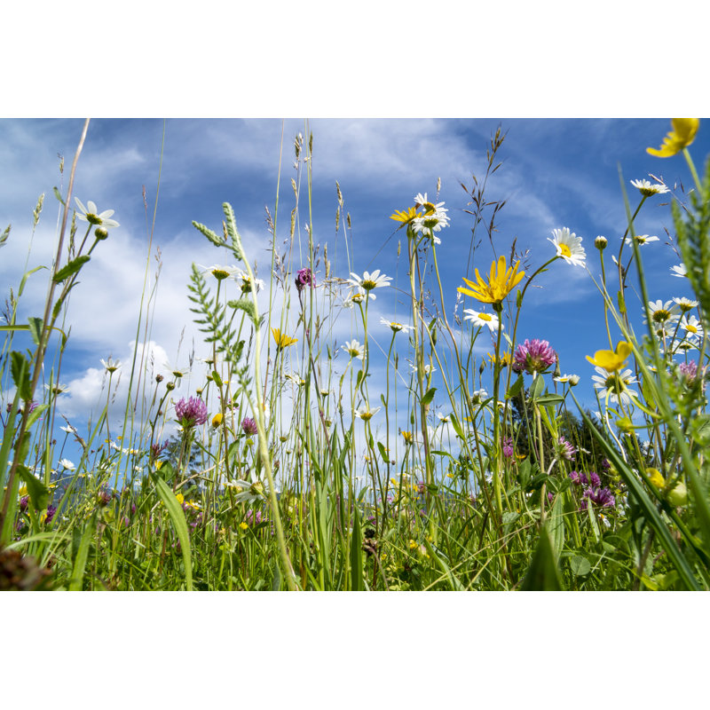 Vibrant Spring Meadow with Blooming Wildflowers and Clear Blue Sky