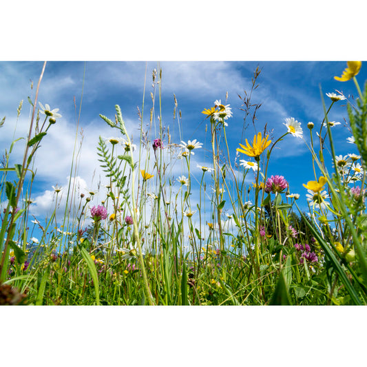 Vibrant Spring Meadow with Blooming Wildflowers and Clear Blue Sky