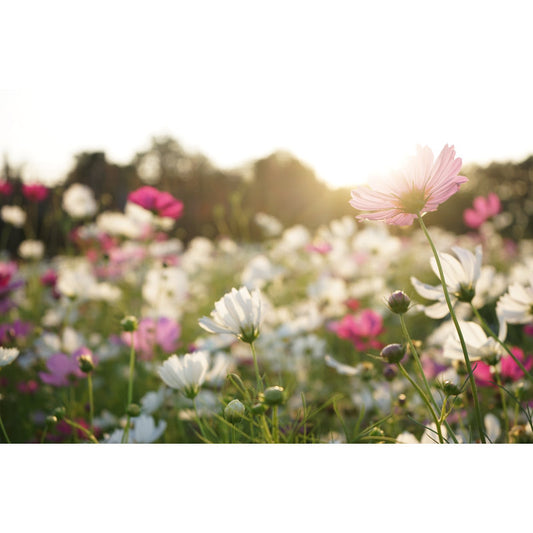 Vibrant Cosmos Flower Garden Oil Painting for Home Decor