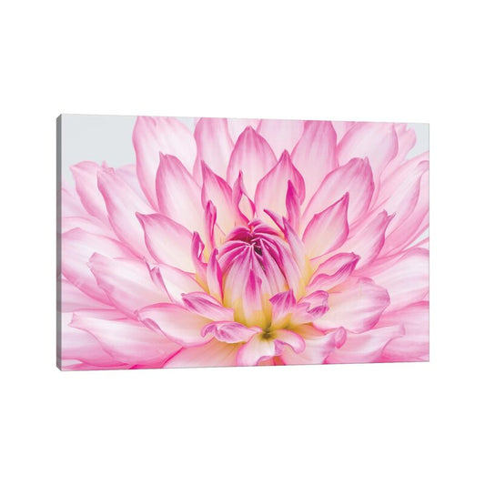 Stunning Pink Dahlia Oil Painting Print for Floral Art Lovers