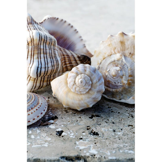 Coastal Serenity: Elegant Oil Painting of Seashell Collection