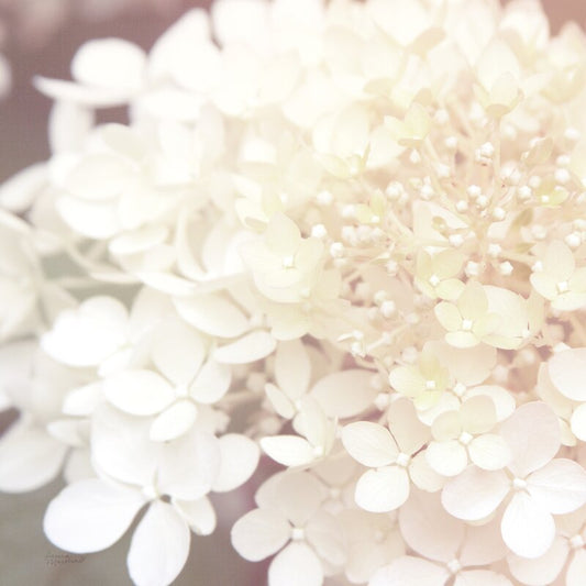 Elegant White Hydrangea Floral Oil Painting