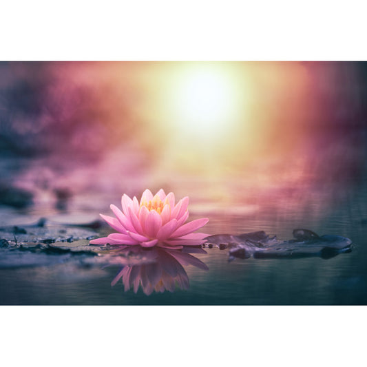 Serene Pink Lotus Flower Floating on Water at Sunset - Tranquil Oil Painting