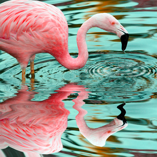 Graceful Pink Flamingo Reflection in Serene Water - Oil Painting Art