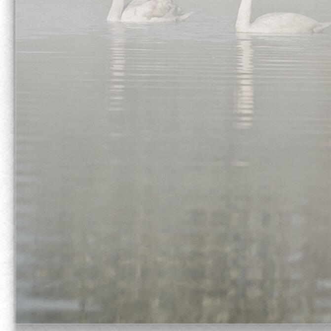 Elegant Swans Gliding through Misty Waters - Serene Oil Painting for Home Décor