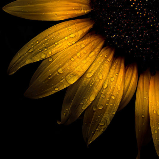 Stunning Sunflower Oil Painting with Raindrops and Rich Colors