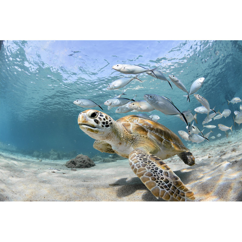 Vibrant Turtle Underwater Art with School of Fish – Coastal Ocean Scene