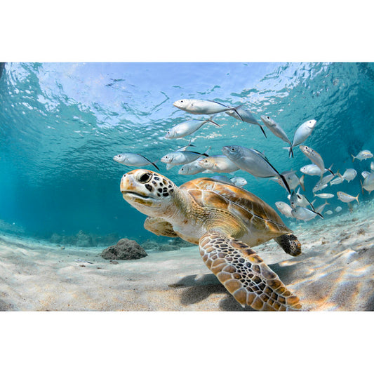 Vibrant Turtle Underwater Art with School of Fish – Coastal Ocean Scene