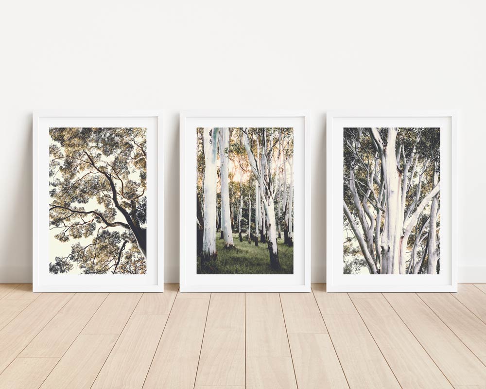 Trio of Scenic Ghost Gums - Serene Nature Oil Paintings for Modern Living Spaces