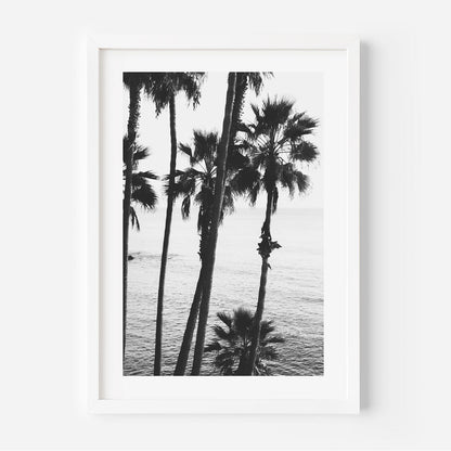 Black and White Coastal Serenity at Laguna Beach with Palm Trees