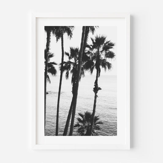 Black and White Coastal Serenity at Laguna Beach with Palm Trees