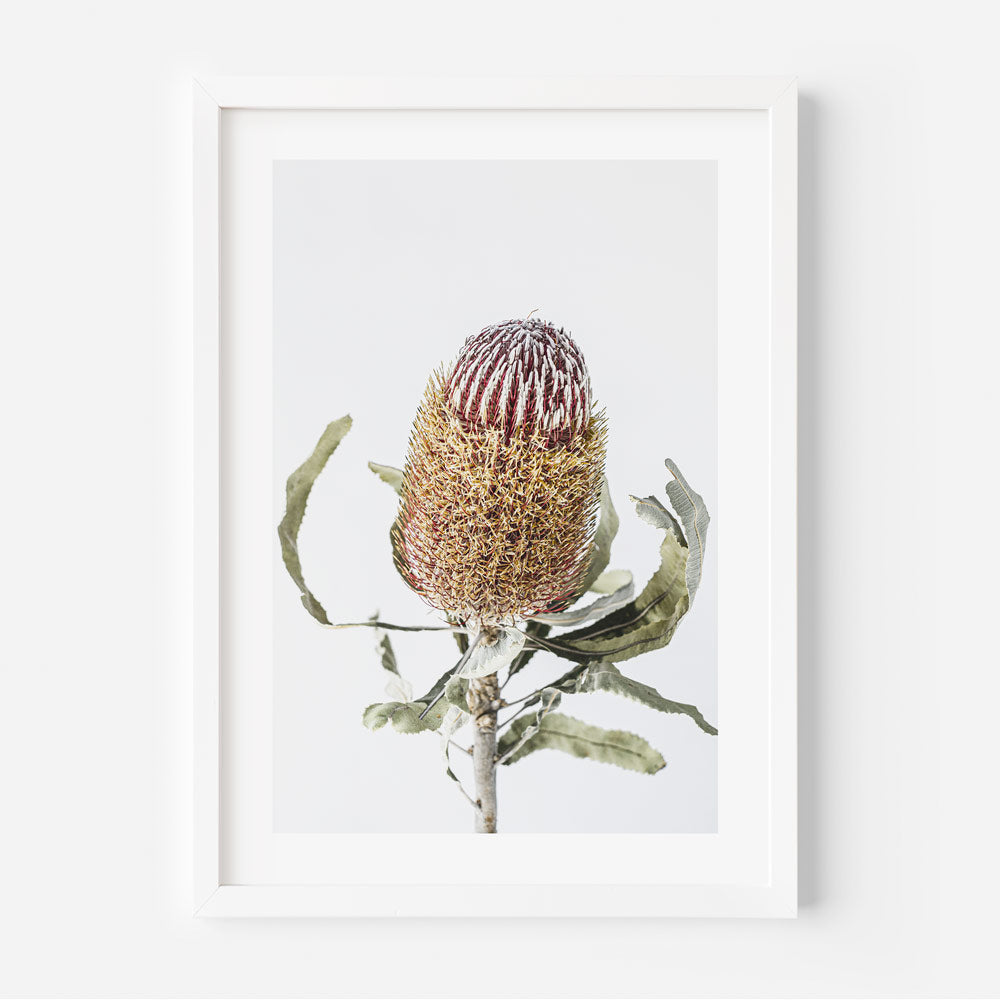 Vibrant Banksia Flower Oil Painting for Home Decor and Nature Lovers