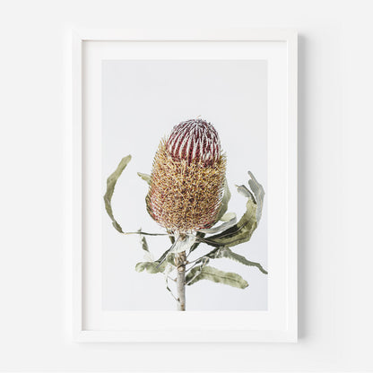 Vibrant Banksia Flower Oil Painting for Home Decor and Nature Lovers