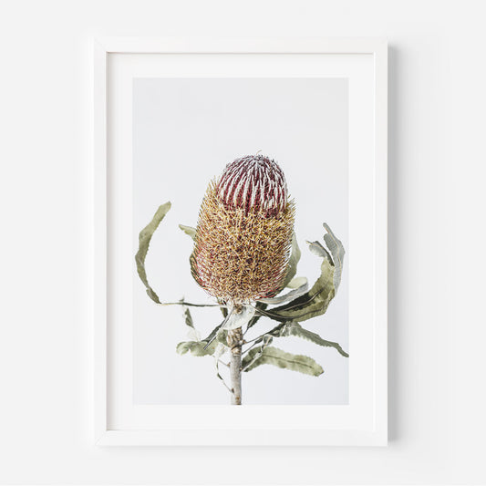 Vibrant Banksia Flower Oil Painting for Home Decor and Nature Lovers