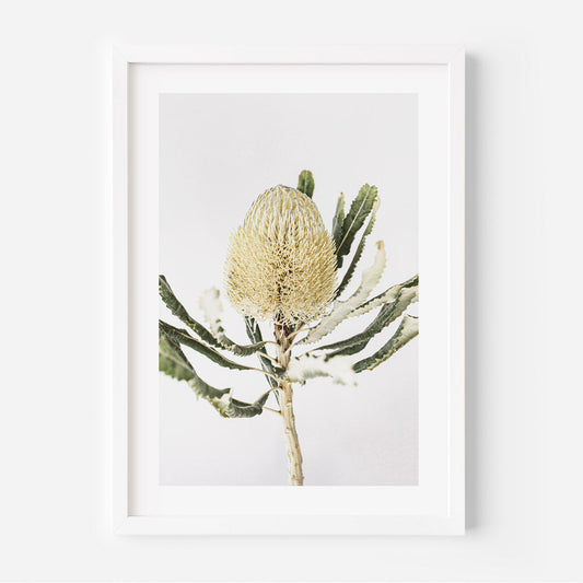 Elegant Banksia Flower Oil Painting for Nature-Inspired Home Decor