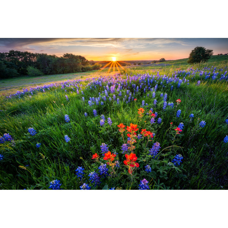 Texas Bluebonnets at Sunset - Vibrant Landscape Oil Painting