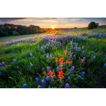 Texas Bluebonnets at Sunset - Vibrant Landscape Oil Painting