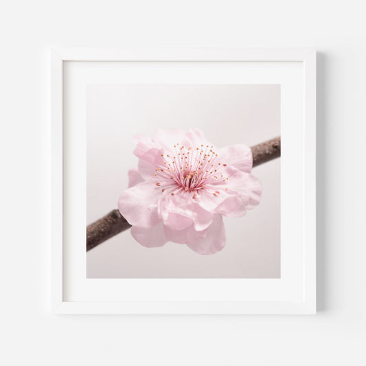 Blossoming Cherry Tree Oil Painting - Elegant Floral Art for Home Décor