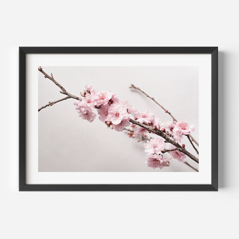 Stunning Cherry Blossom Oil Painting on Canvas - Serene Floral Artwork