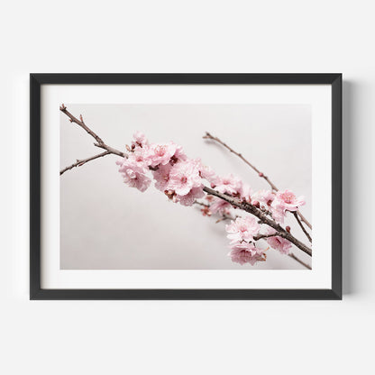 Stunning Cherry Blossom Oil Painting on Canvas - Serene Floral Artwork