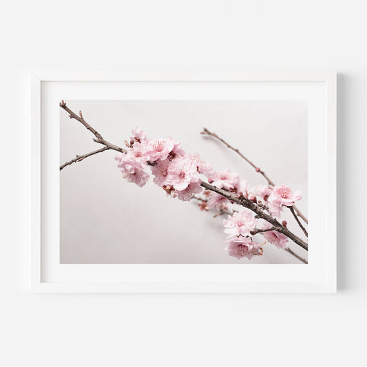 Stunning Cherry Blossom Oil Painting on Canvas - Serene Floral Artwork