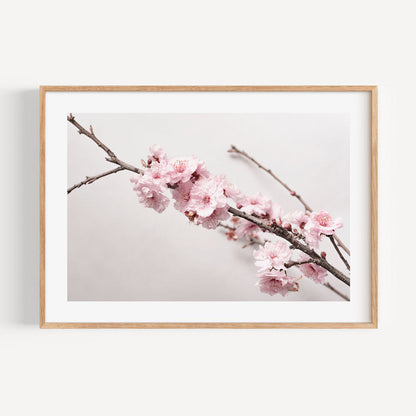 Stunning Cherry Blossom Oil Painting on Canvas - Serene Floral Artwork