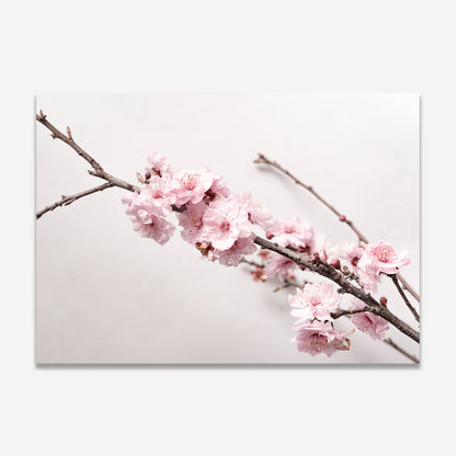 Stunning Cherry Blossom Oil Painting on Canvas - Serene Floral Artwork