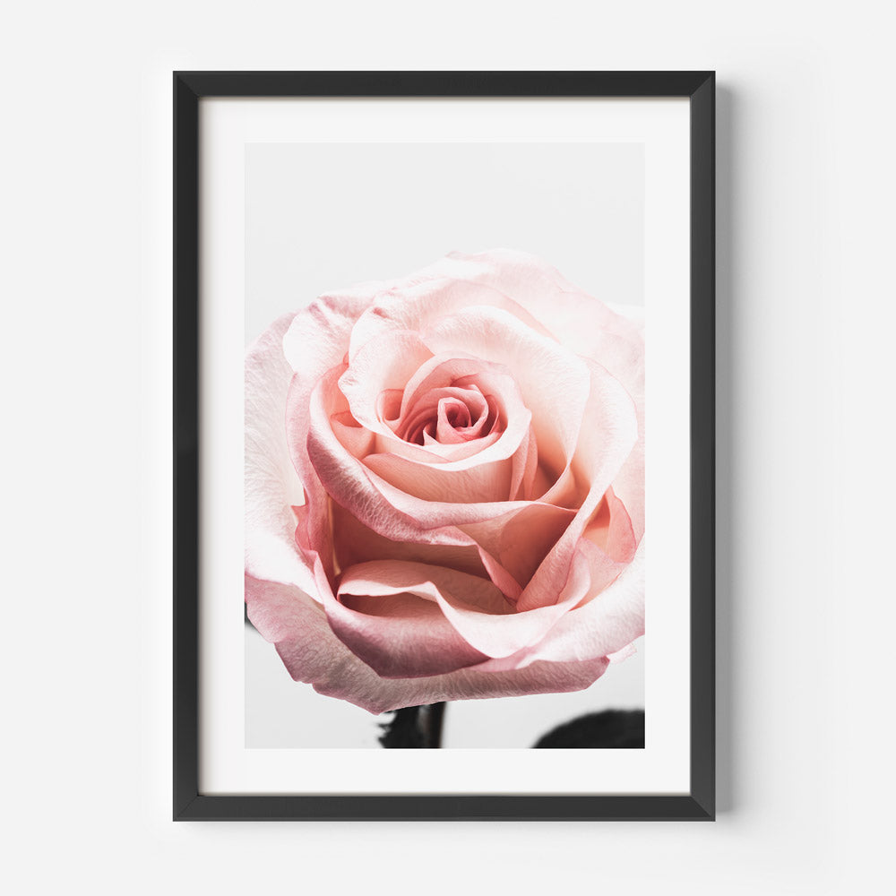 Delicate Pink Rose Oil Painting - Elegant Floral Artwork for Home Decor