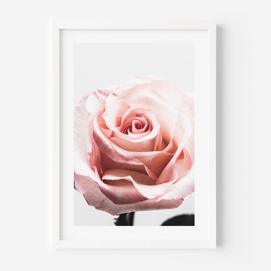 Delicate Pink Rose Oil Painting - Elegant Floral Artwork for Home Decor