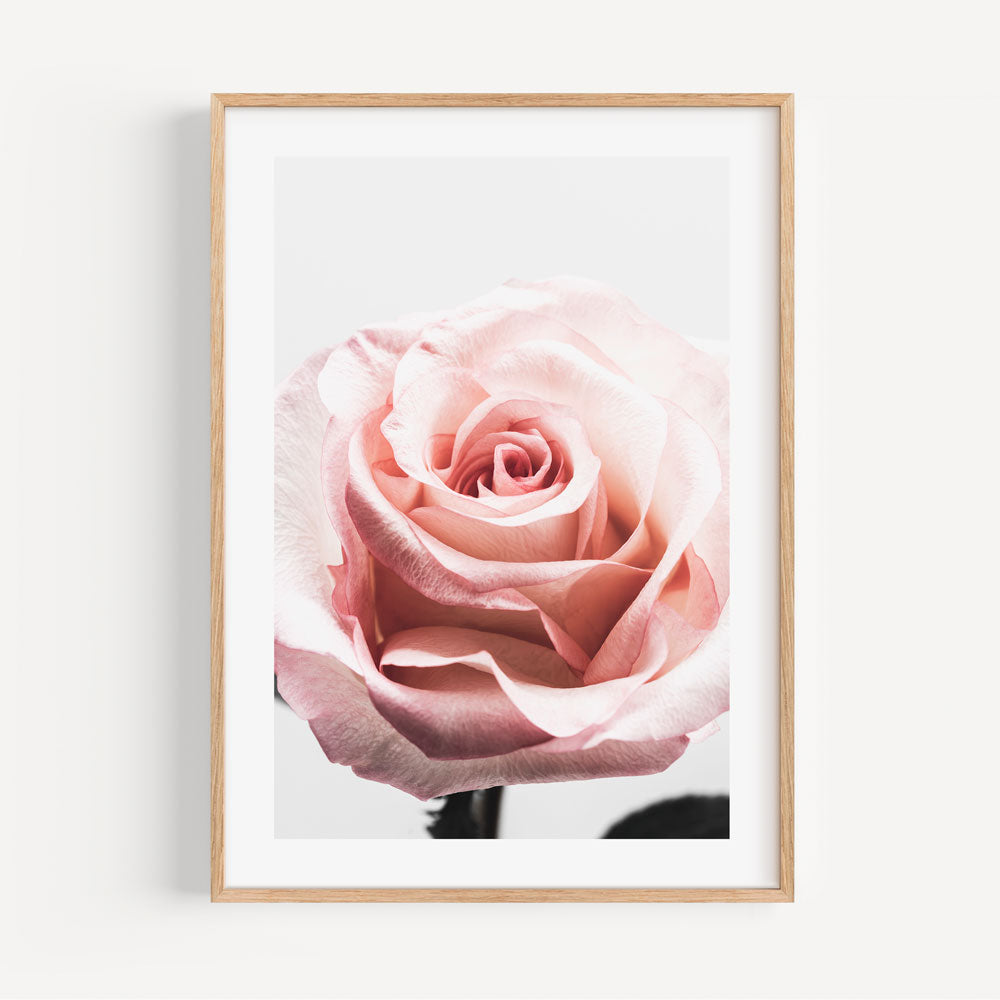 Delicate Pink Rose Oil Painting - Elegant Floral Artwork for Home Decor