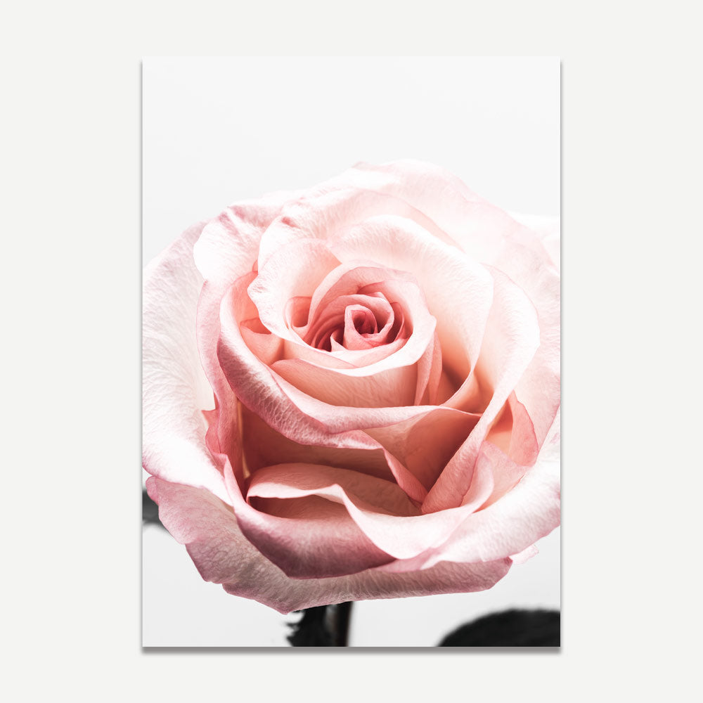 Delicate Pink Rose Oil Painting - Elegant Floral Artwork for Home Decor