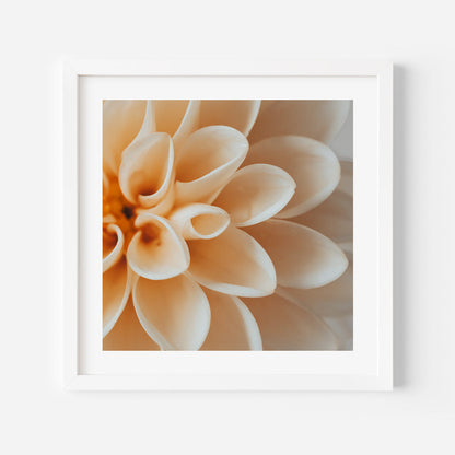 Elegant Peach Dahlia Flower Oil Painting for Home Decor and Art Enthusiasts