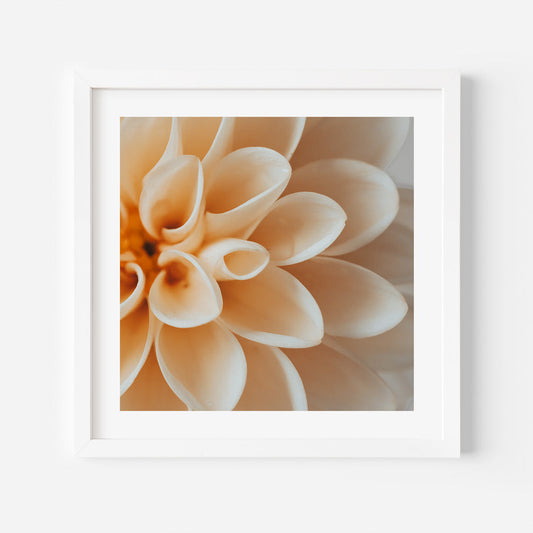 Elegant Peach Dahlia Flower Oil Painting for Home Decor and Art Enthusiasts