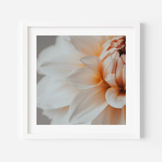 Elegant Peach Dahlia Flower Oil Painting for Home Decor and Art Lovers
