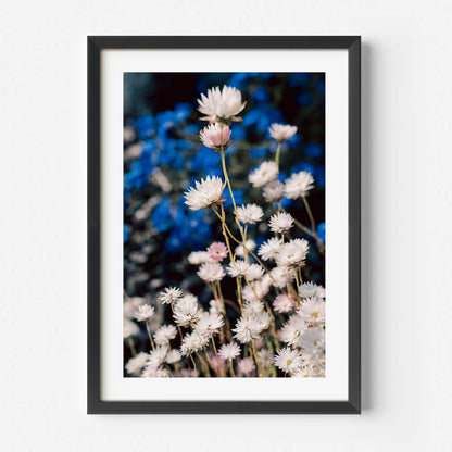 Timeless Floral Art: Serene Daisy Blooms on Blue Background Oil Painting