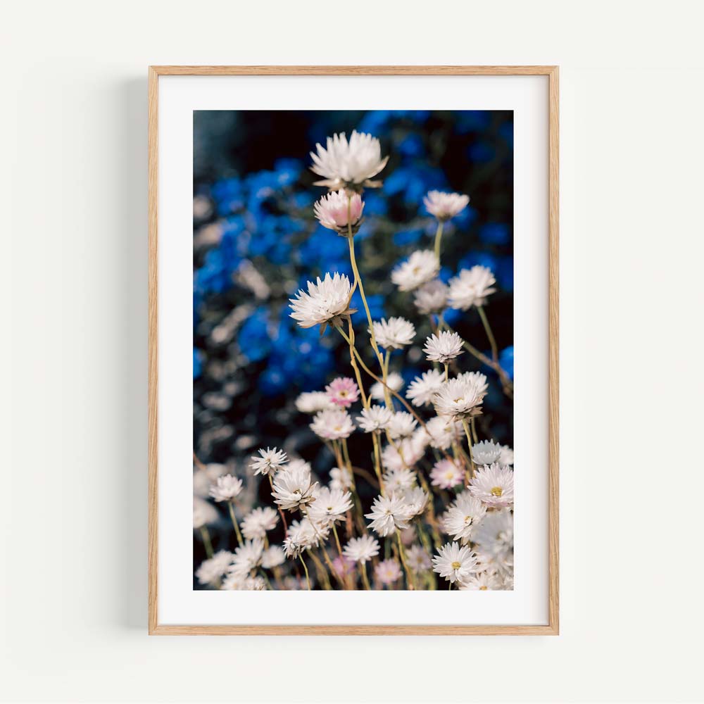 Timeless Floral Art: Serene Daisy Blooms on Blue Background Oil Painting