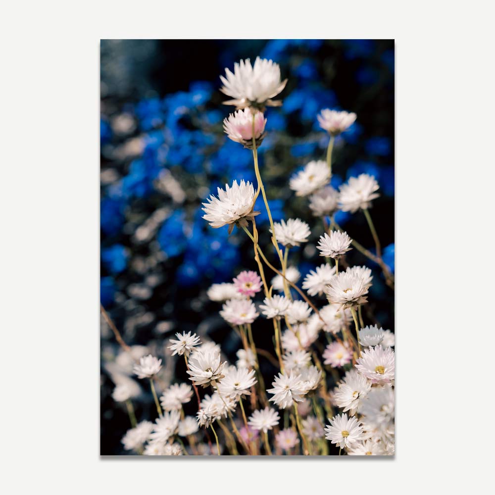 Timeless Floral Art: Serene Daisy Blooms on Blue Background Oil Painting
