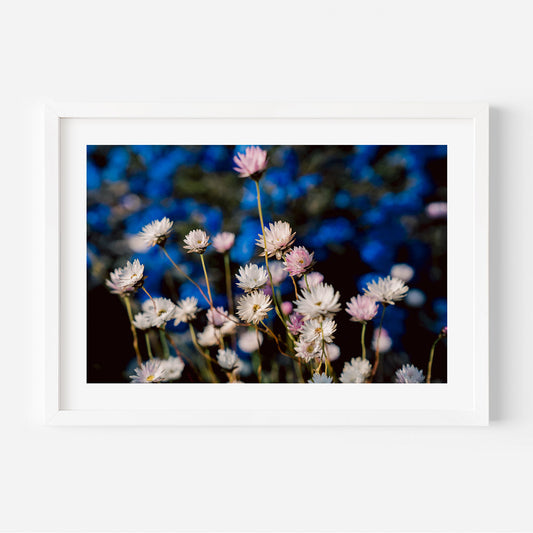 Vibrant Daisy Fields: Exquisite Floral Oil Painting for Home Decor