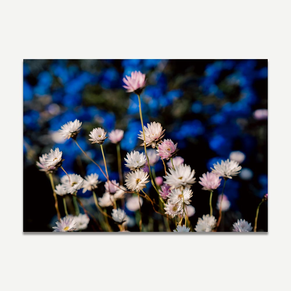 Vibrant Daisy Fields: Exquisite Floral Oil Painting for Home Decor