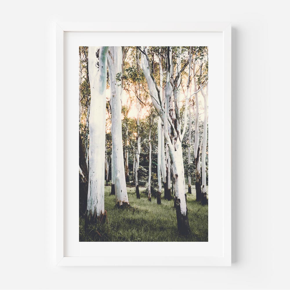 Trio of Scenic Ghost Gums - Serene Nature Oil Paintings for Modern Living Spaces