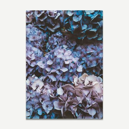 Lush Hydrangea Blooms in Serene Blue and Purple Hues - Elegant Floral Oil Painting