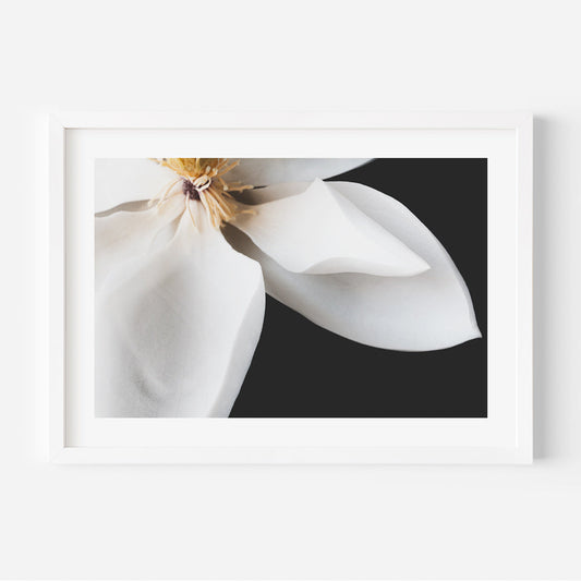 Elegant White Magnolia Oil Painting for Floral Decor and Home Art