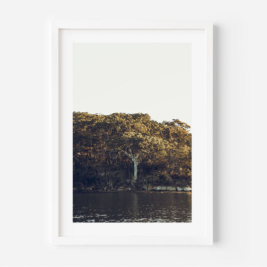 Tranquil Oil Painting of Middle Harbour's Serene Waters and Lush Greenery