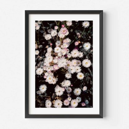 Elegant Floral Oil Painting of Paper Daisies for Stunning Home Decor