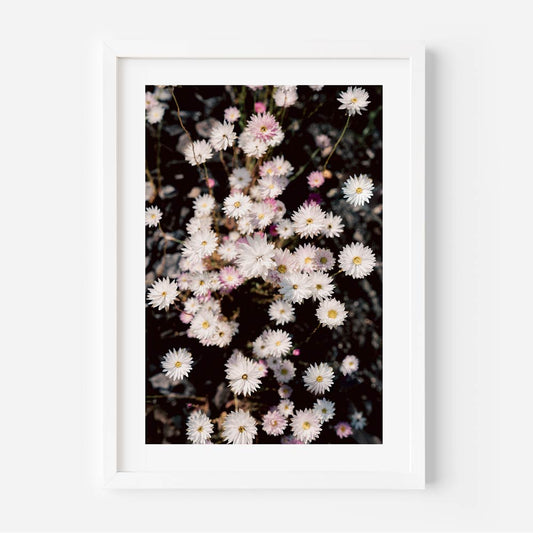 Elegant Floral Oil Painting of Paper Daisies for Stunning Home Decor